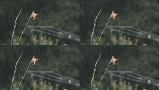 花和降雨高清在线视频素材下载