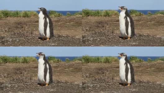 福克兰群岛:巴布亚小企鹅正在尖叫高清在线视频素材下载