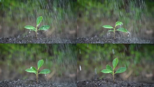 树在雨中发芽的慢镜头。高清在线视频素材下载