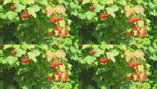 荚蒾多汁的成熟浆果生长在灌木的枝条上。夏天阳光灿烂的日子。有机农产品。FullHD高清在线视频素材下载