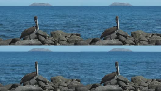 加拉帕戈斯群岛北部西摩海岸的褐鹈鹕高清在线视频素材下载