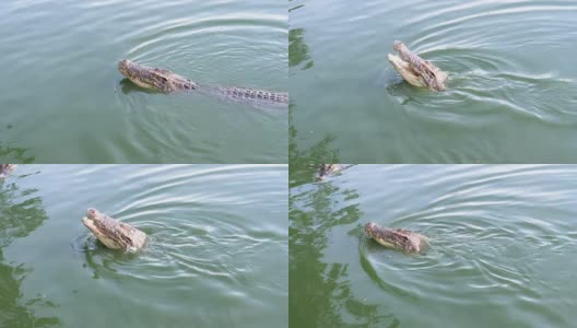 鳄鱼在绿色的沼泽水里游泳。泥泞的沼泽河。泰国。亚洲高清在线视频素材下载