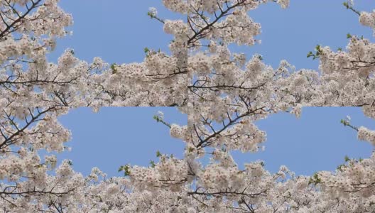 樱花的花,将日本秋田犬高清在线视频素材下载