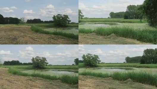 夏季易北河草地上的池塘(德国)。萨克森-安哈尔特州高清在线视频素材下载