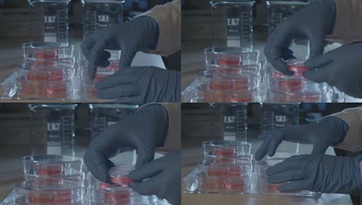 在实验室里摆弄培养皿的科学家高清在线视频素材下载