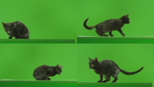 黑猫在绿色屏幕上跳。用红色巨龙电影摄影机慢动作拍摄。高清在线视频素材下载