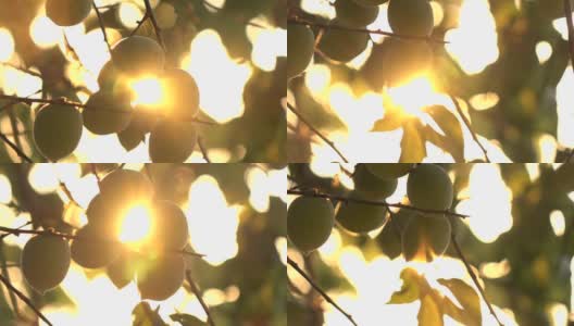 树上的梅子在阳光下慢动作高清在线视频素材下载