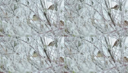 冬天树丛中的一群麻雀高清在线视频素材下载