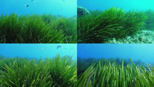 海底自然-地中海非常绿色的波西多尼亚原野高清在线视频素材下载