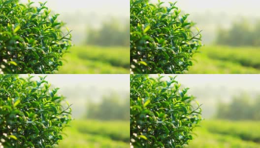 清晨的阳光下，茶园里新鲜的绿茶叶子。高清在线视频素材下载
