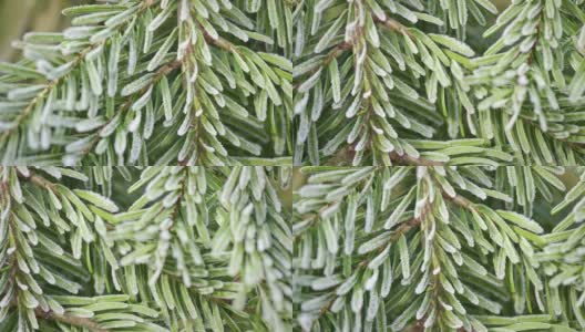 冰冻云杉树枝的特写，上面覆盖着冰晶高清在线视频素材下载