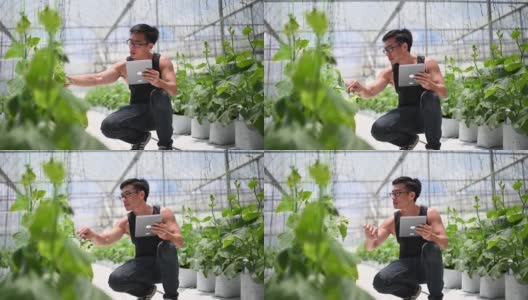 亚洲华裔男性农民使用数字平板电脑检查他的有机农场增长高清在线视频素材下载