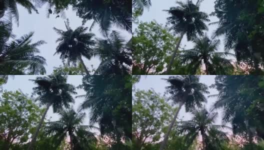 黄昏的棕榈树高清在线视频素材下载