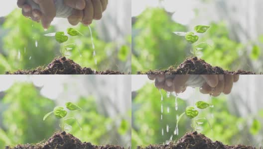 一个男人的手正在拧湿毛巾，用来给阳光下生长在土壤上的幼苗浇水。高清在线视频素材下载