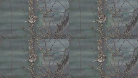 冬天，一只红色的鸟停在树枝上。俄罗斯的鸣鸟高清在线视频素材下载
