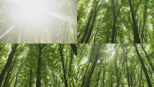 夏天的森林树木。大自然绿色木材阳光背景。高清在线视频素材下载