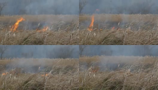 火焰燃烧着干草和灌木丛。森林草原火灾，以自然灾害的形式发生高清在线视频素材下载