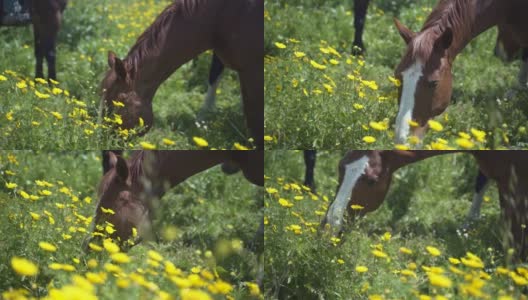 棕色的马在户外的田野里吃香草、花和草。自由动物自然慢动作场景。在郊外的一群马。美丽的农业哺乳动物放牧概念。高清在线视频素材下载