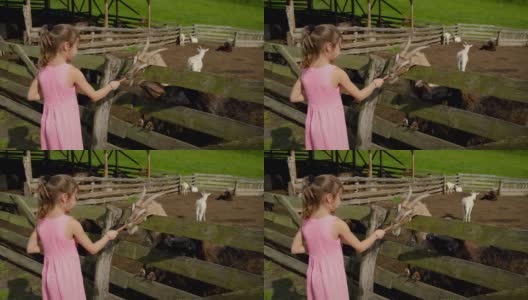 这个孩子用农场的羊群喂山羊。有选择性的重点。高清在线视频素材下载