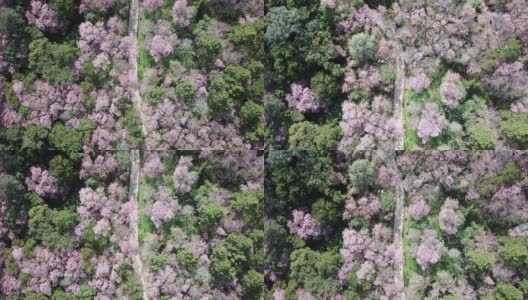 空中拍摄的照片，樱花盛开在泰国清莱省富池发森林公园的山上。高清在线视频素材下载
