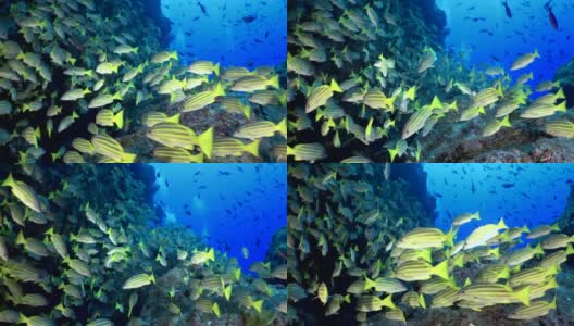 一群鲷鱼在印度安达曼海群岛奇妙的海底。高清在线视频素材下载