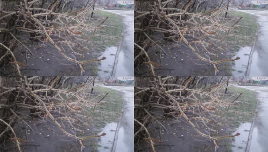 初冬冰冻的树枝高清在线视频素材下载