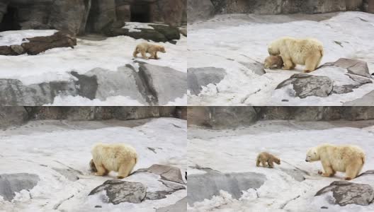 北极熊幼崽奔向熊妈妈高清在线视频素材下载