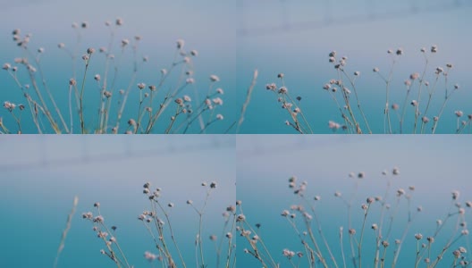 香草，鲜花，草在海和山的背景。缓慢的运动。3840 x2160高清在线视频素材下载