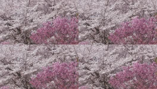 日本樱桃花丛，在东京东京的Showa Kinen公园高清在线视频素材下载
