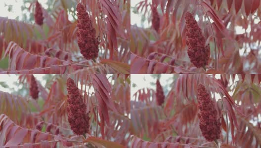 一棵冰醋酸树的花和叶。苏木红色的阴影随风飘散高清在线视频素材下载