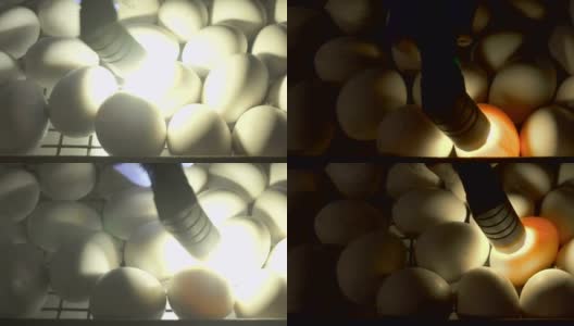 用卵细胞测试仪检查卵细胞内胚胎的过程高清在线视频素材下载