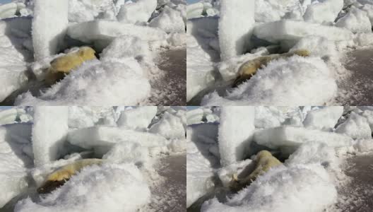 可爱的新生海豹在冰上看着镜头高清在线视频素材下载