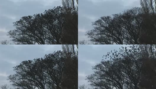 椋鸟从树上飞了出来高清在线视频素材下载