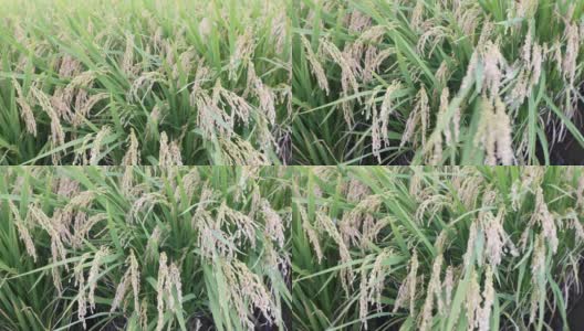 韩国庆州肥沃的稻田高清在线视频素材下载