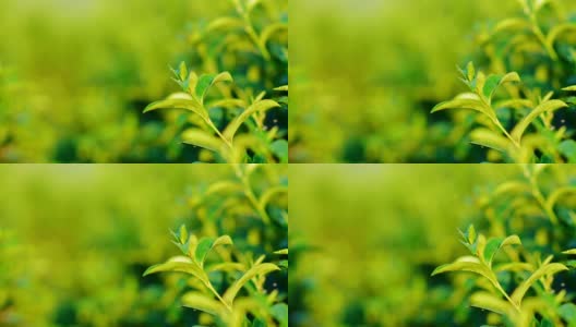 清晨的阳光下，茶园里新鲜的绿茶叶子。高清在线视频素材下载