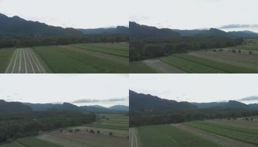 4k无人机拍摄高角度视角，春光明媚，稻田和高山云天，亚洲景观，阴影，树荫高清在线视频素材下载