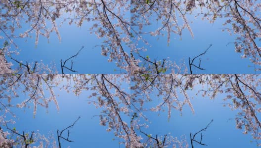 日本东京春天的樱花花瓣飘落，慢镜头高清在线视频素材下载