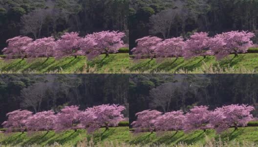 下嘉摩河边盛开的川崎樱花树和油菜花高清在线视频素材下载