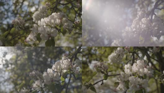 美丽的樱花枝在室外春天的花园在浅的背景。近距离开花的树生长在公园的慢动作。碎花墙纸环境脆弱生态理念高清在线视频素材下载
