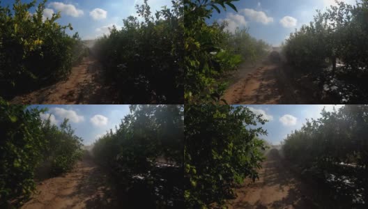 喷雾生态农药。农民穿上防护服，用柠檬树做口罩进行熏蒸高清在线视频素材下载