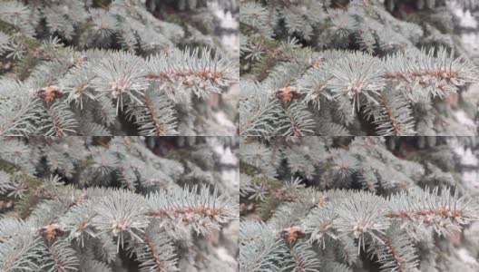 雪花慢慢地落在松树上，蓝色的冷杉特写高清在线视频素材下载