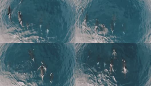 虎鲸家族游泳在水面鸟瞰图超高清高清在线视频素材下载