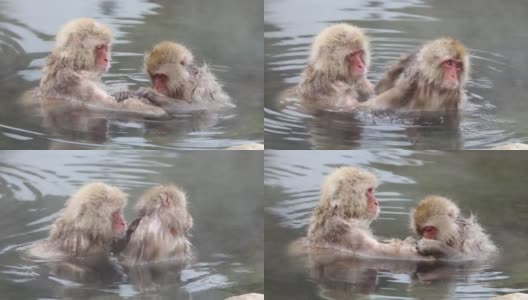 野生猴子在温泉里互相忧郁。高清在线视频素材下载