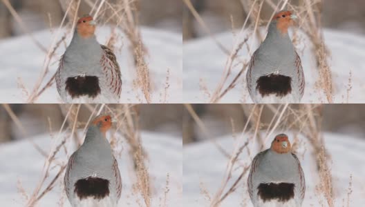 鸟-灰鹧鸪(Perdix Perdix)在干燥的草地上走在雪地上。高清在线视频素材下载