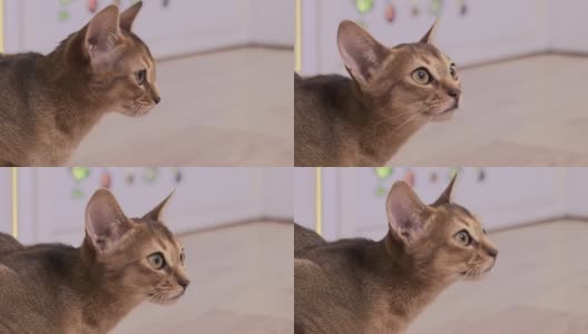 小阿比西尼亚猫在室内玩耍的特写高清在线视频素材下载