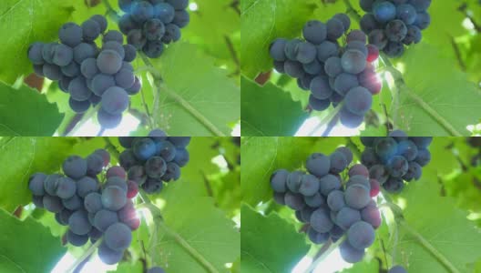 落叶木质藤本的有机深紫色葡萄果实高清在线视频素材下载