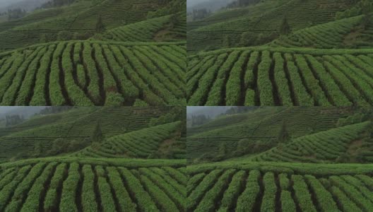 航拍女农民在春天的山上收获免费茶叶高清在线视频素材下载