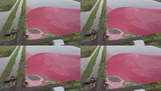从上往下看漂浮在温哥华收获的蔓越莓高清在线视频素材下载
