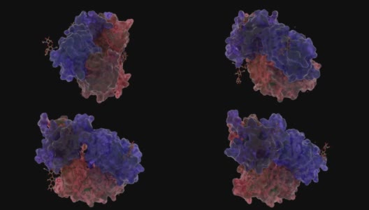 小鼠t细胞抗原受体2C克隆的1tcr外壳。高清在线视频素材下载