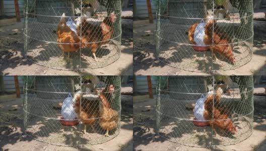 两只鸡走在鸡笼里高清在线视频素材下载